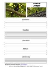 Steckbriefvorlage-Amsel-3.pdf